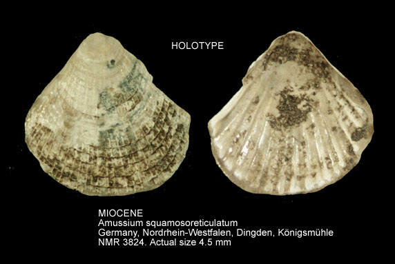 HOLOTYPE-MIOCEEN Amussium squamosoreticulatum.jpg - HOLOTYPE-MIOCEEN Amussium squamosoreticulatum Anderson,1964